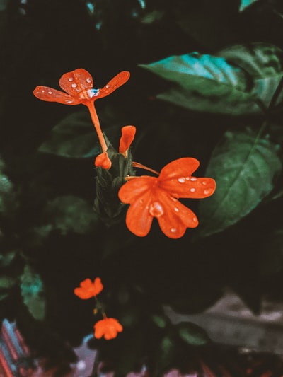 红色5有花瓣的花朵在近距离摄影
